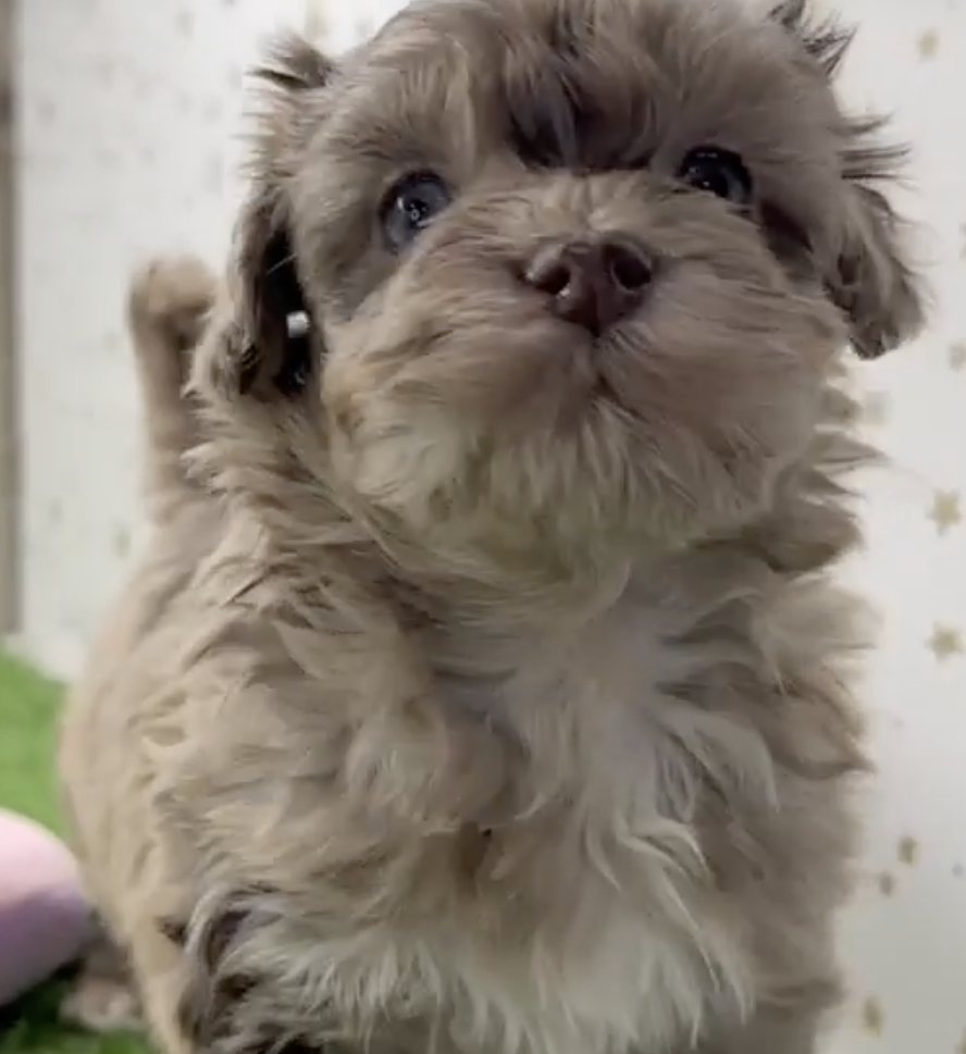 merle havapoo puppy sitting up
